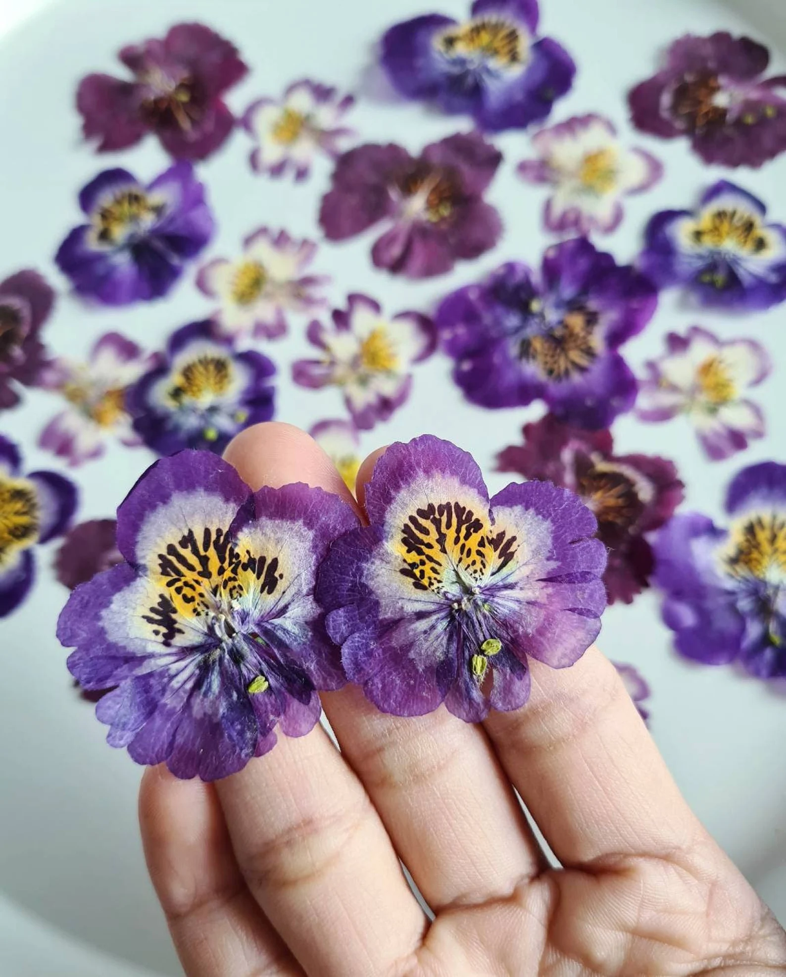Presētas violetas atraitnītes uz baltas šķīvja